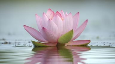 The image features a beautiful pink lotus flower floating on calm water. The flower has multiple layers of petals, with shades of pink and hints of green at the base. The water's surface reflects the lotus, creating a serene and tranquil atmosphere. The background appears soft and blurred, emphasizing the flower as the focal point of the image.