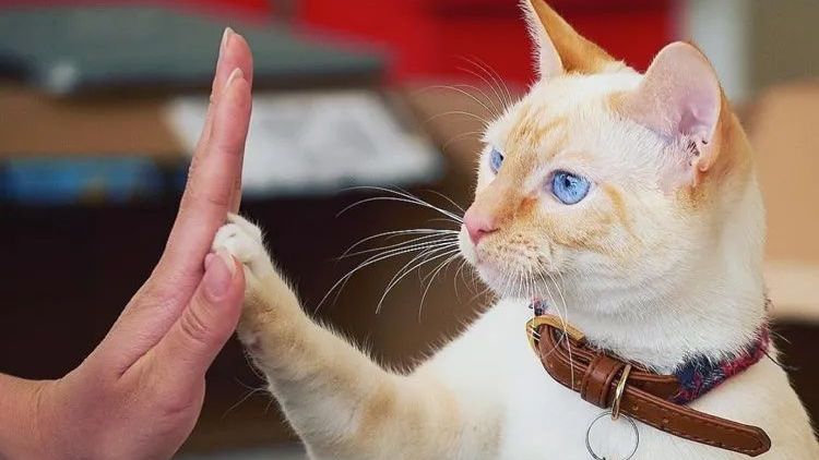 The image shows a light-colored cat with striking blue eyes. The cat is extending its paw to meet a human hand that is also raised. The cat has a collar with a bell on it. The background is slightly blurred, featuring undefined shapes, likely furniture or objects in a living space. The scene appears to capture a moment of interaction between the cat and the person.