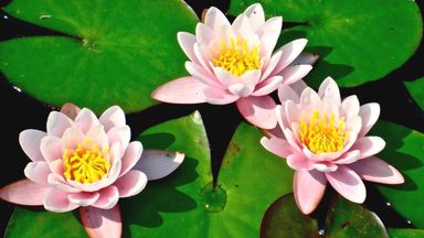 The image features three blooming water lilies with pink petals and yellow centers, floating on a body of water surrounded by green lily pads. The scene captures a serene natural setting, highlighting the beauty of the flowers against the lush greenery.