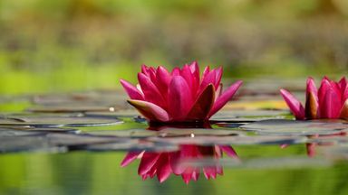 The image features several pink water lilies blooming on the surface of a pond. The lilies have vibrant petals, and their reflection can be seen in the water, which is calm and surrounded by green foliage, creating a serene natural setting.