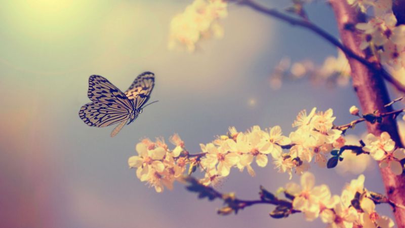 The image features a delicate butterfly with distinct black and white markings, hovering near a branch covered in pale pink blossoms. The background is softly blurred with gentle colors, creating a serene and dreamy atmosphere. The flowers and butterfly create a harmonious and tranquil scene, typical of spring or early summer.