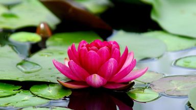 The image features a vibrant pink water lily floating on a body of water, surrounded by green lily pads. The flower has multiple layers of petals, displaying a rich hue and delicate structure, and there are raindrops on some of the lily pads, suggesting a serene and natural setting.