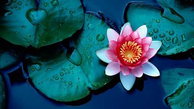 The image features a pink lotus flower blooming on a body of water. The flower has multiple petals, with a bright yellow center. Surrounding the lotus are green lily pads, some of which have water droplets on them, indicating a fresh or recently wet environment. The water appears calm and reflects the colors of the flower and pads.